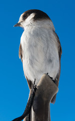 Gray Jay