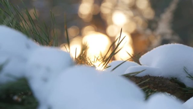 Beautiful tree covered with snow, close-up view, in the frosty winter, the Christmas forest