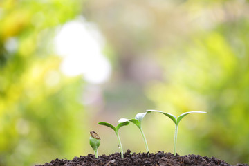 Growing tree