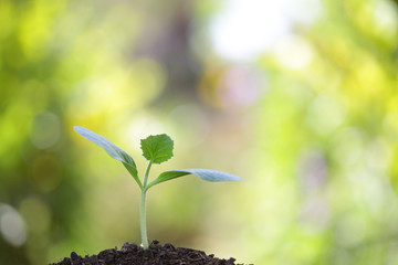 Growing tree