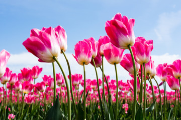 Pink and white tulips growing on a tulip field