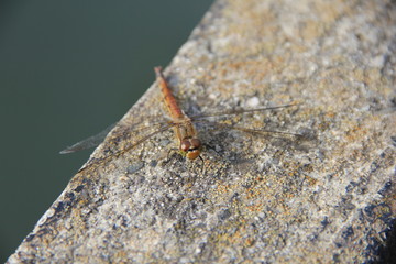 トンボ(茨城県)