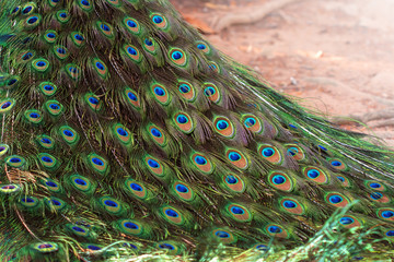 Obraz premium Multi colored peacock feathers