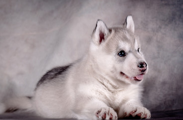 Siberian husky puppy close up on background . .
