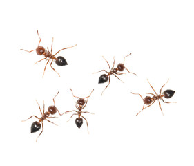 ants on a white background