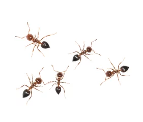 Fotobehang ants on a white background © studybos