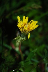 Yellow dendelion