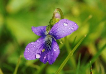 Dew drops on purple flower