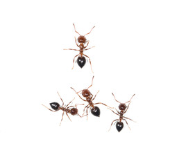 Fototapeta premium ants on a white background