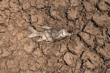 Dry ground on dead fish, Drought.