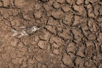 Dry ground on dead fish, Drought.