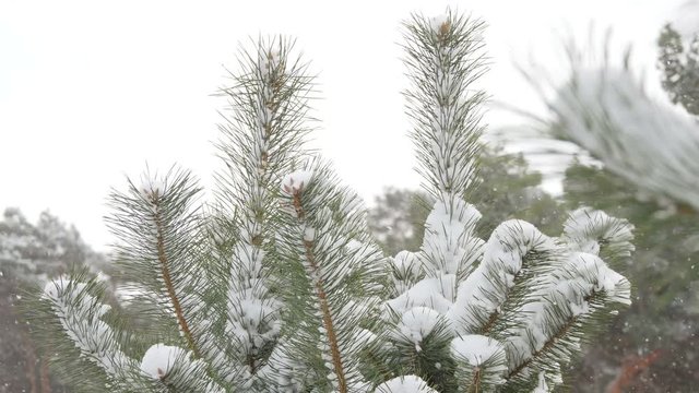 Beautiful tree covered with snow, close-up view, in the frosty winter, the Christmas forest