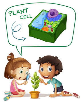Boy and girl looking at plant cell