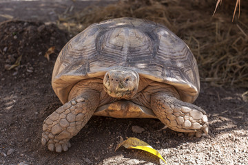 Naklejka premium Turtle,Sulcata tortoise, African spurred tortoise (Geochelone sulcata)