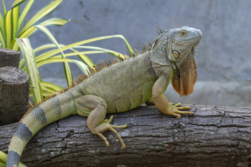 Iguana (Iguanidae),prehistoric reptiles