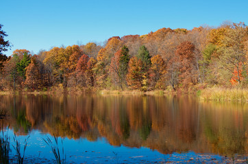 Gorgeous trees during fall