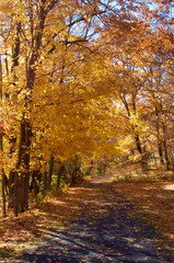 Obraz premium Gorgeous trees during fall