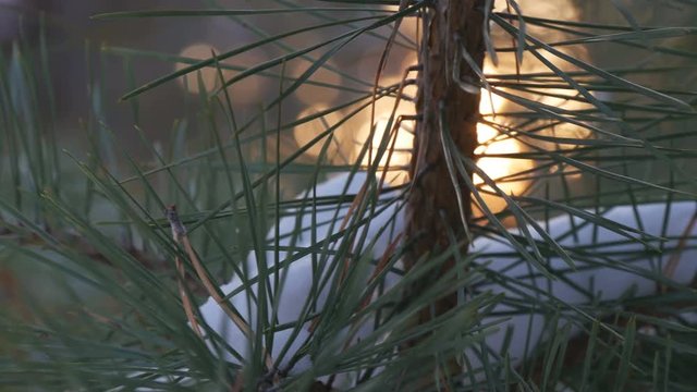 Beautiful tree covered with snow, close-up view, in the frosty winter, the Christmas forest