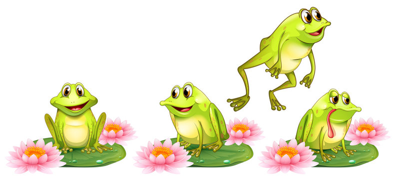 Four green frogs on water lily