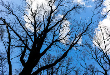 naked branches of treetop on sky background in spring