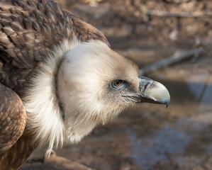 predatory bird head
