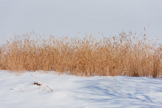background image of dry grass in winter