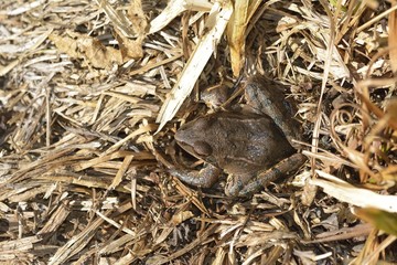 Moor frog in spring (Rana arvalis)