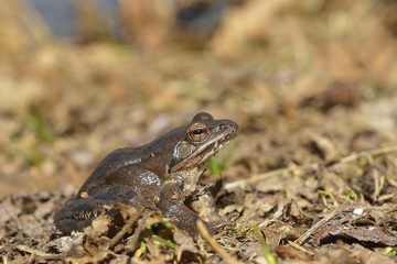 Moor frog in spring (Rana arvalis)