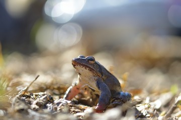 Moor frog in spring (Rana arvalis)