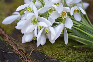 Snowdrops