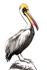 Watercolor pelican