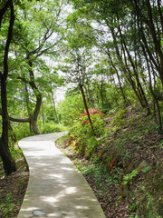 香川県 豊島 遊歩道