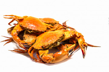 Red crab studio photo for restaurant menu or cooking recipe book