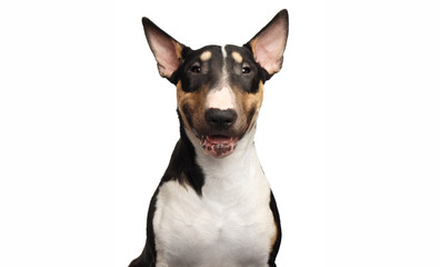 Portrait of Happy Bull Terrier Dog Smiling on isolated white background, front view