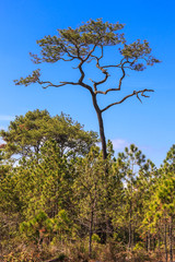 Pine Tree on the mountain.