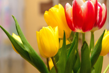 Tulip. Beautiful bouquet of tulips.
