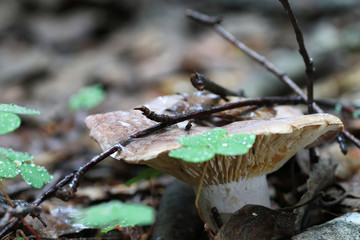 boletus mushroom drop of water