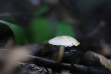boletus mushroom drop of water