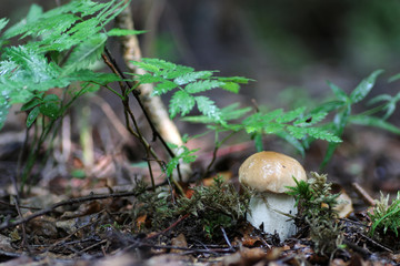 boletus mushroom drop of water