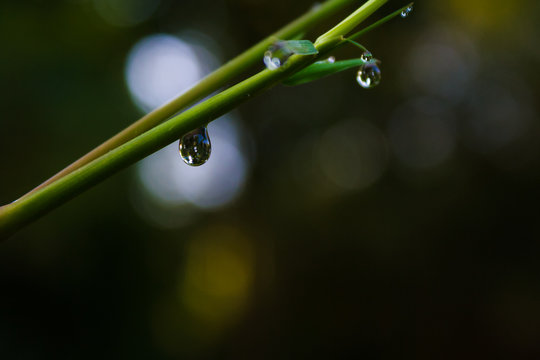 Water drops on bamboo.