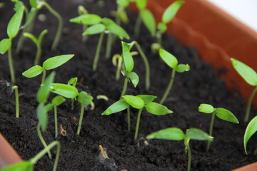 seedlings of pepper in the beginning of March