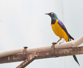 Великолепный скворец