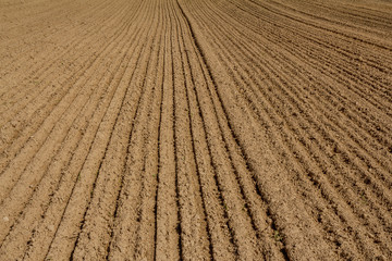 The arable field. Poor sandy and loamy soil of Central 

Europe. Produced sowing of grain. A smooth groove