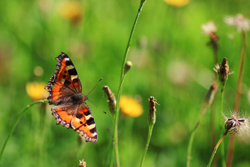 butterfly on grass