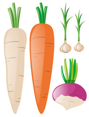 Carrots and garlic on white background