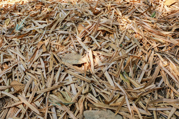 Dried bamboo leaves