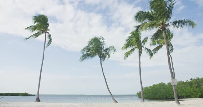 Palm Trees Tropical Breeze Sunny Beach Florida Keys