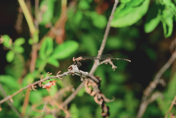 dragonfly