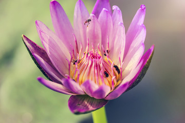 Closed up bees on Beautiful white purple lotus flower into deep pollen yellow,