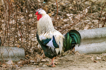 pet on a farm bird rooster